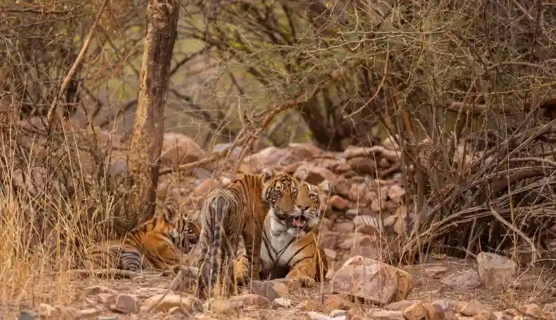 Compare Corbett and Ranthambore